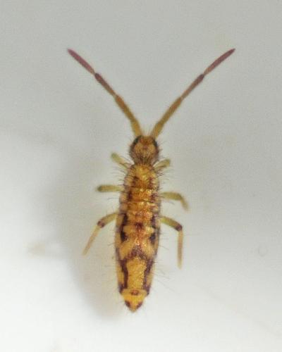 Entomobrya intermedia